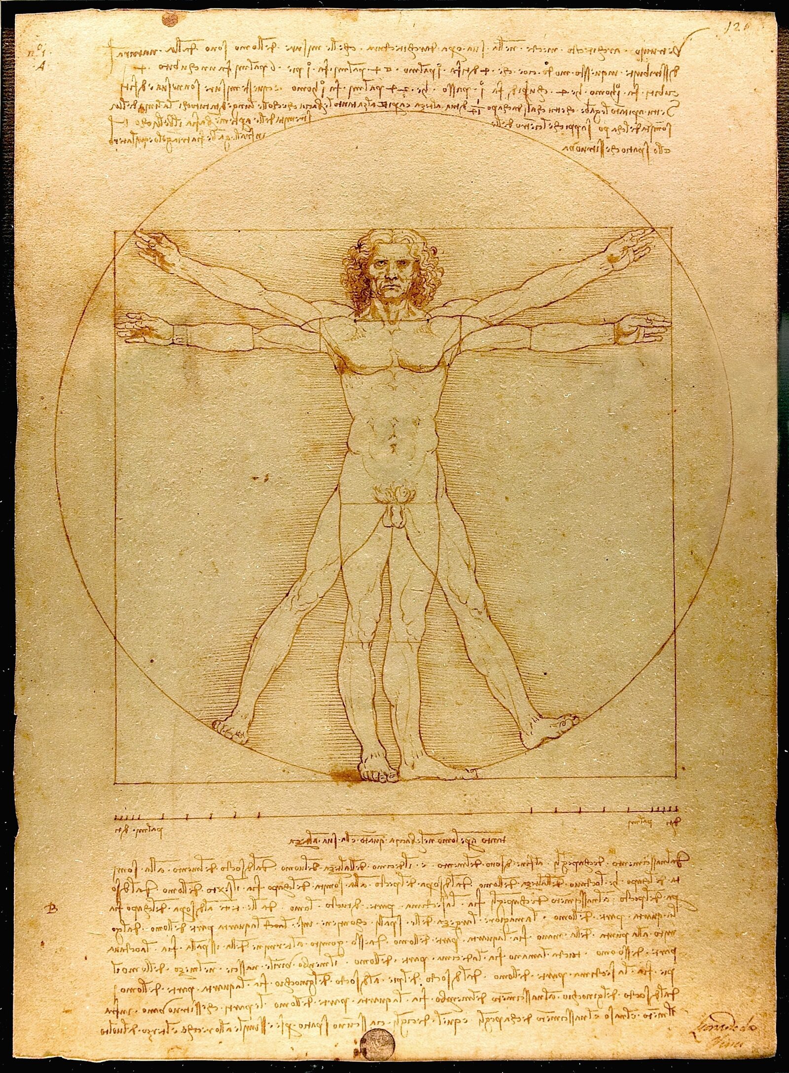Accademia Galleries : While Leonardo da Vinci's Vitruvian Man is the most renowned work in the Gallery, it is only exhibited for visitors on rare occasions