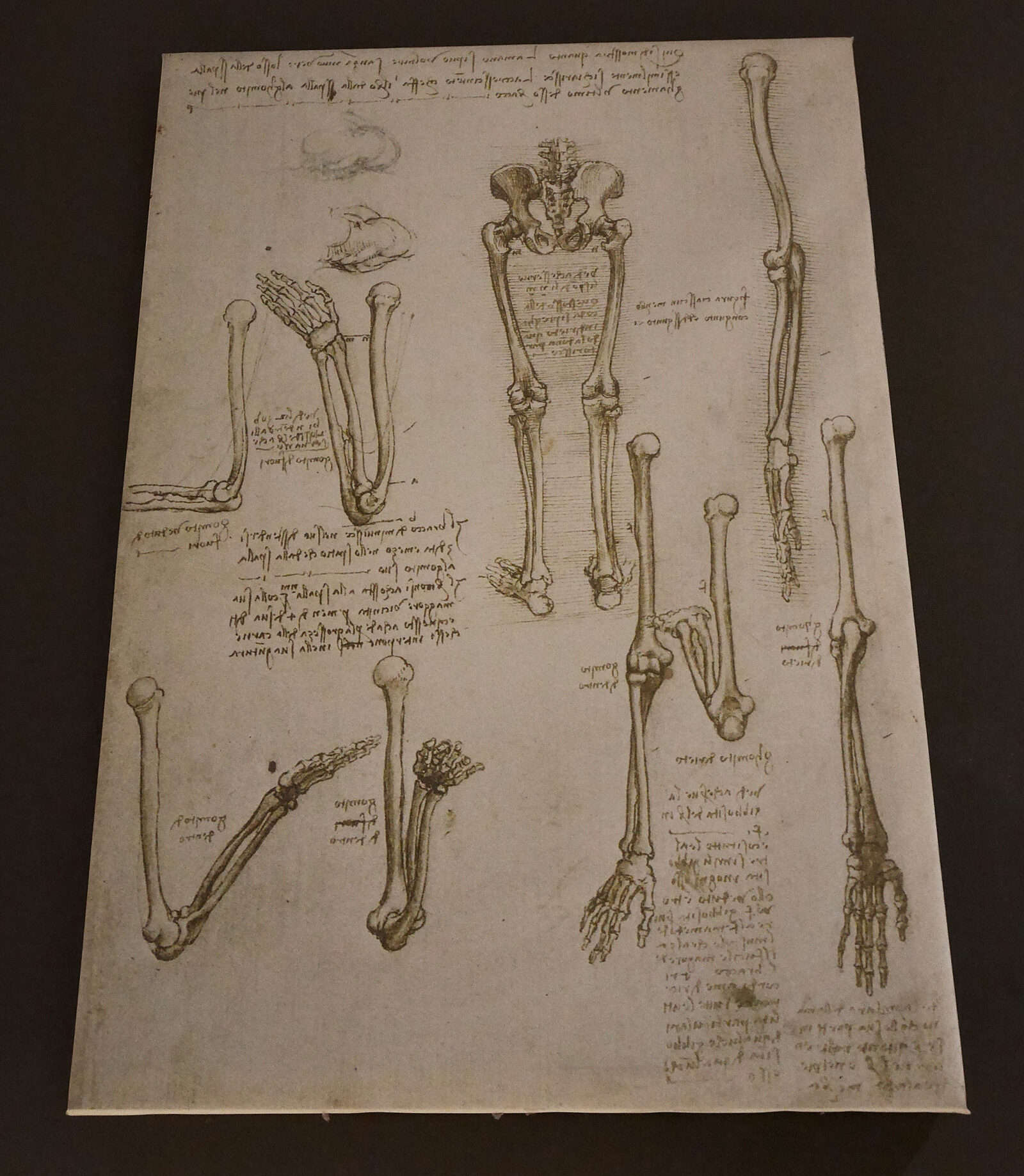 Da Vinci Interactive Museum : Amongst the anatomical drawings, there is a highly accurate study of the human skeleton
