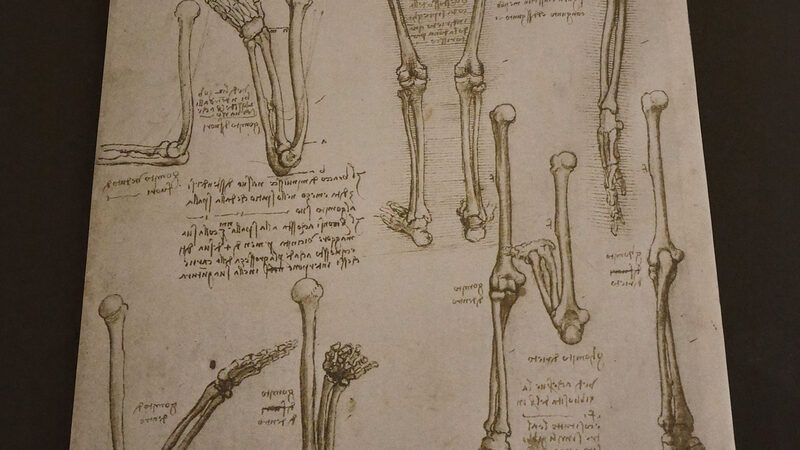 Da Vinci Interactive Museum : Amongst the anatomical drawings, there is a highly accurate study of the human skeleton