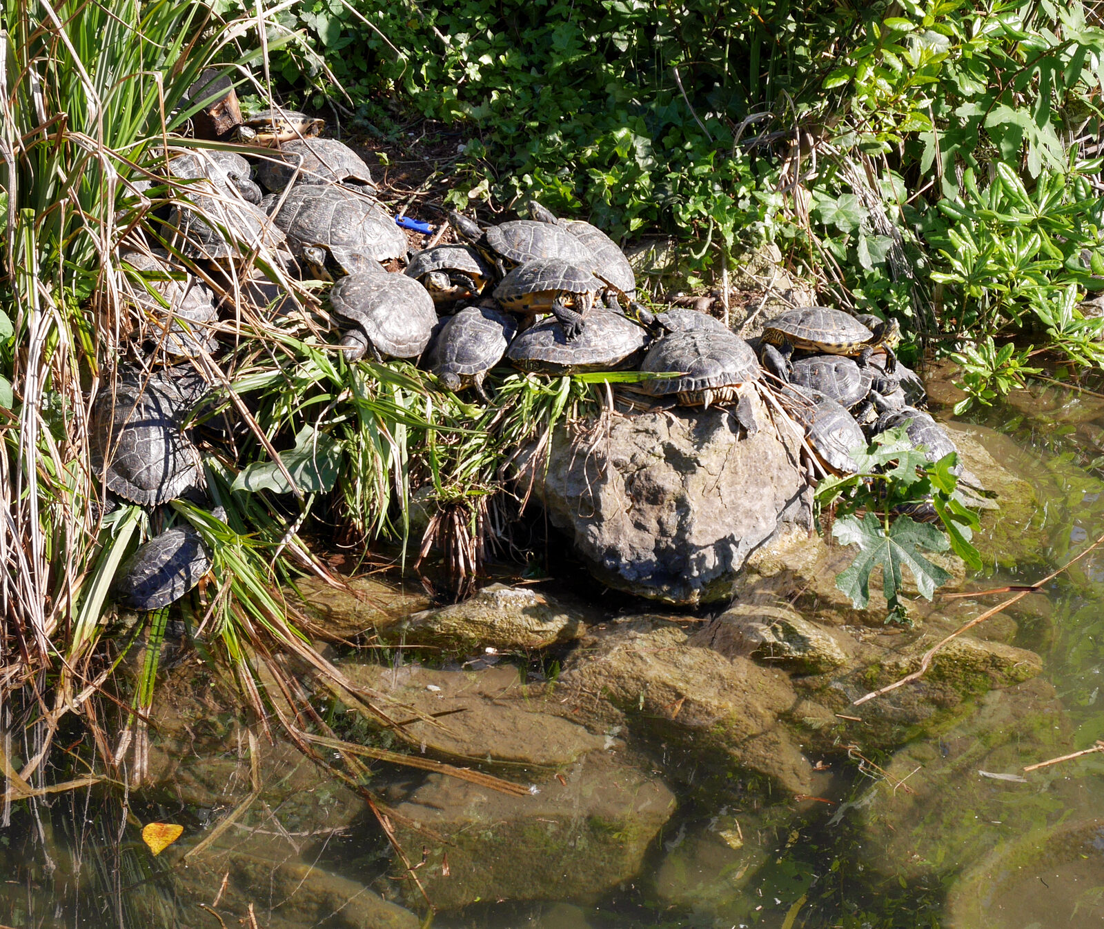 Biennale Gardens : At the base of the Garibaldi Monument, the pond is home to turtles, another rarity in the city