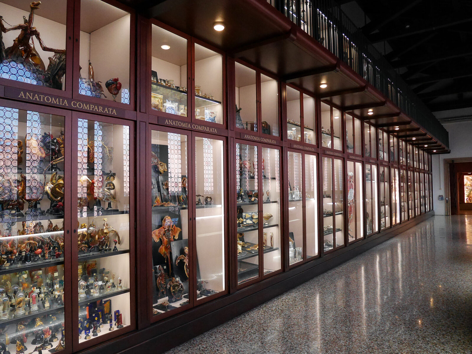 Natural History Museum : Collections from the 18th century, stemming from the systematic scientific studies carried out by Venetian naturalists
