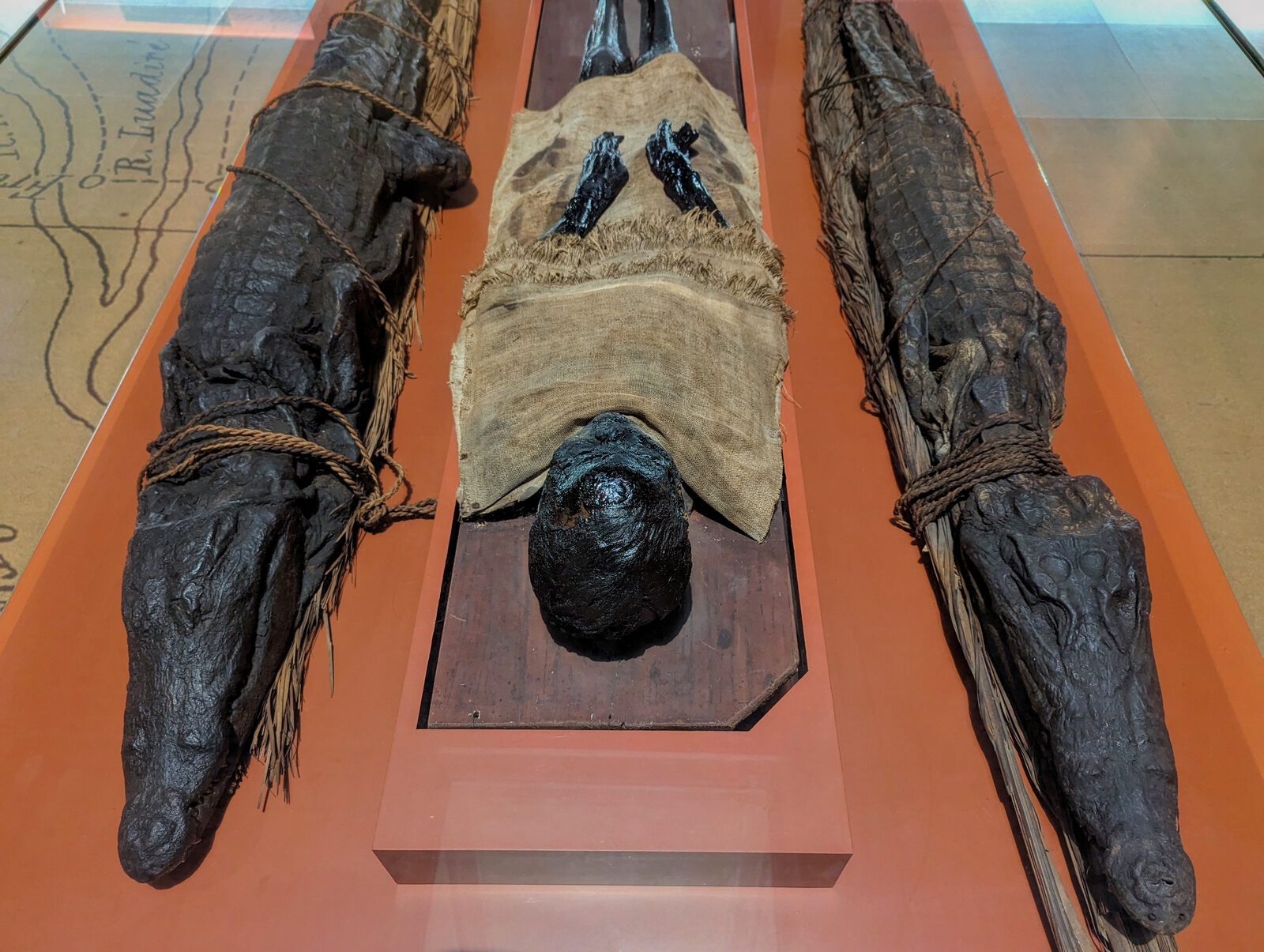 Natural History Museum : Among the 1,800 discoveries from that expedition are the mummified remains of a local native and of two crocodiles