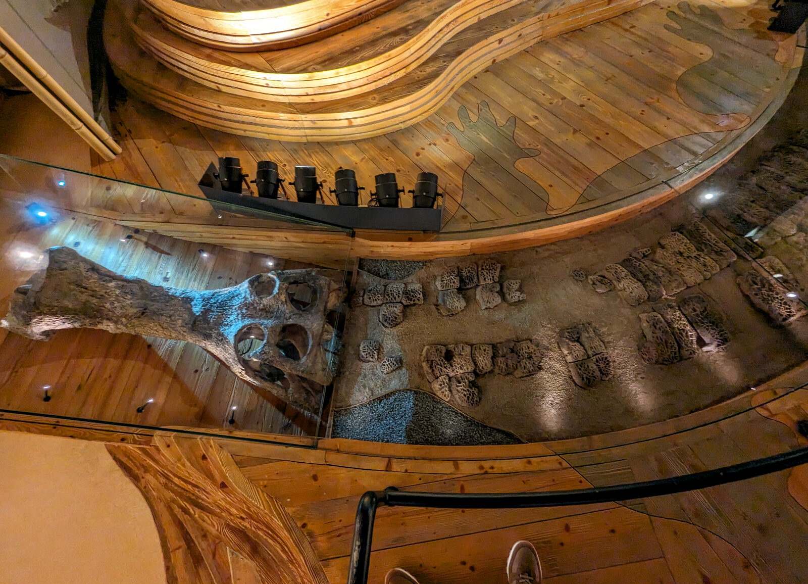 Natural History Museum : From the same expedition: fossils of a giant crocodile dating back over 100 million years