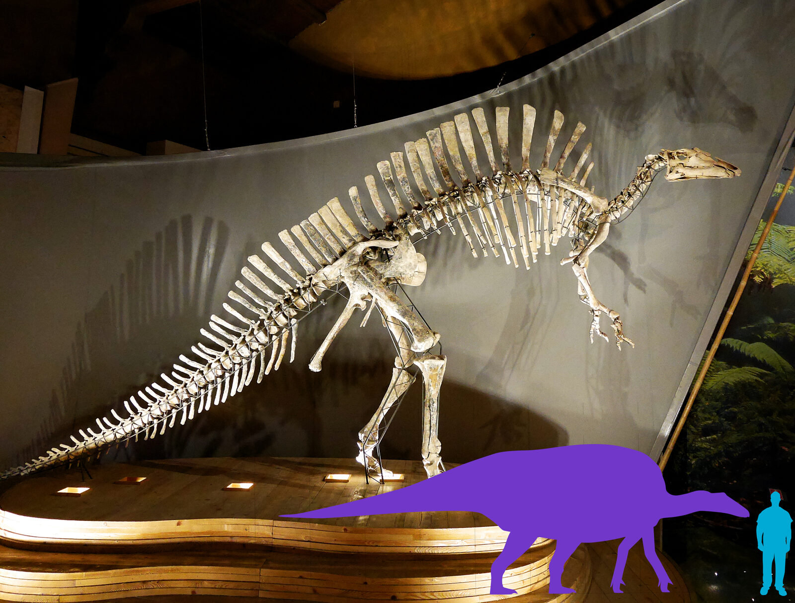 Natural History Museum : The centerpiece of the museum: a fossilized Ouranosaurus nigerensis, unearthed during an expedition in the Nigerian Sahara