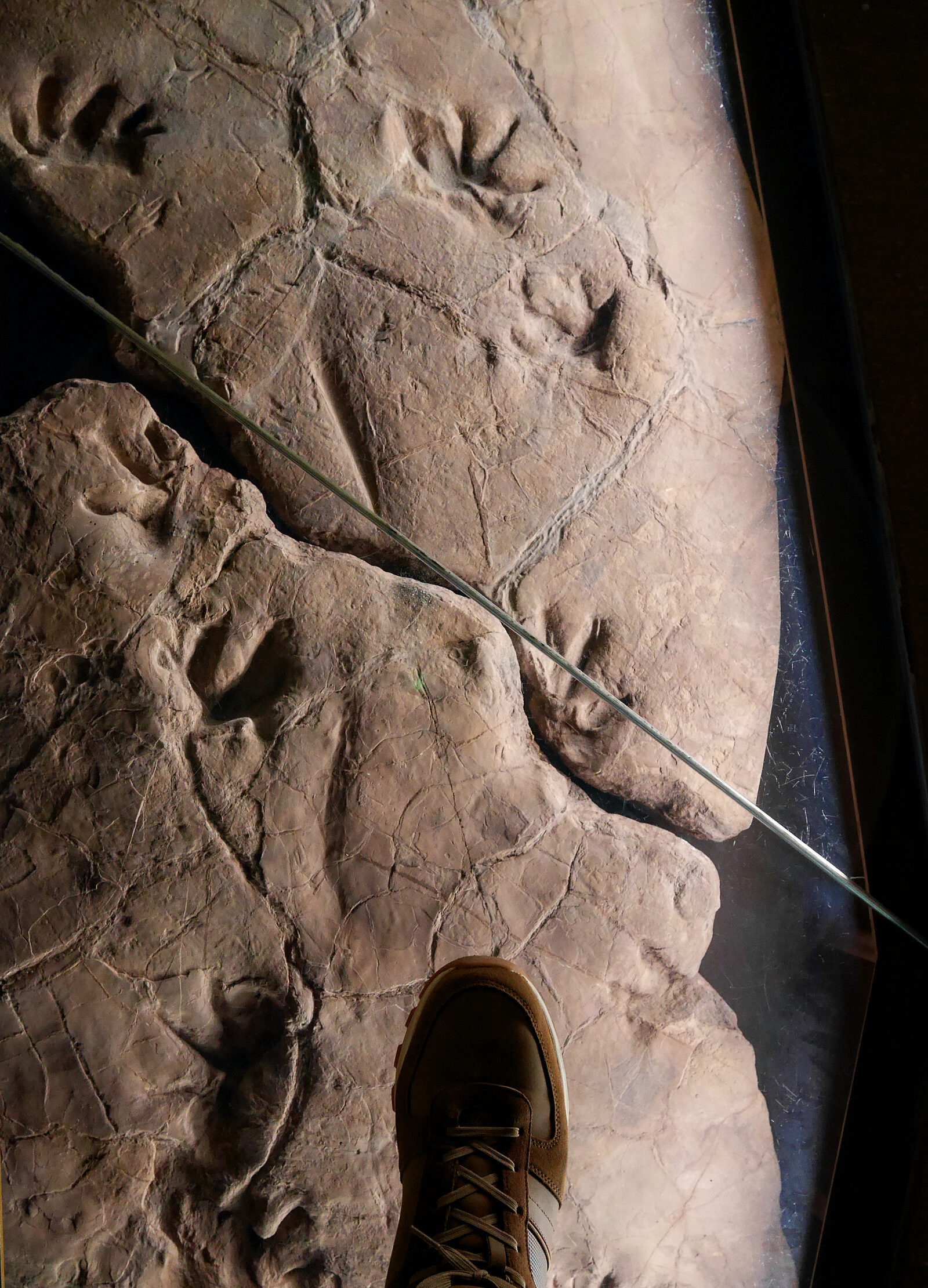 Natural History Museum : This first section of the museum is called 'On the tracks of life' for good reason