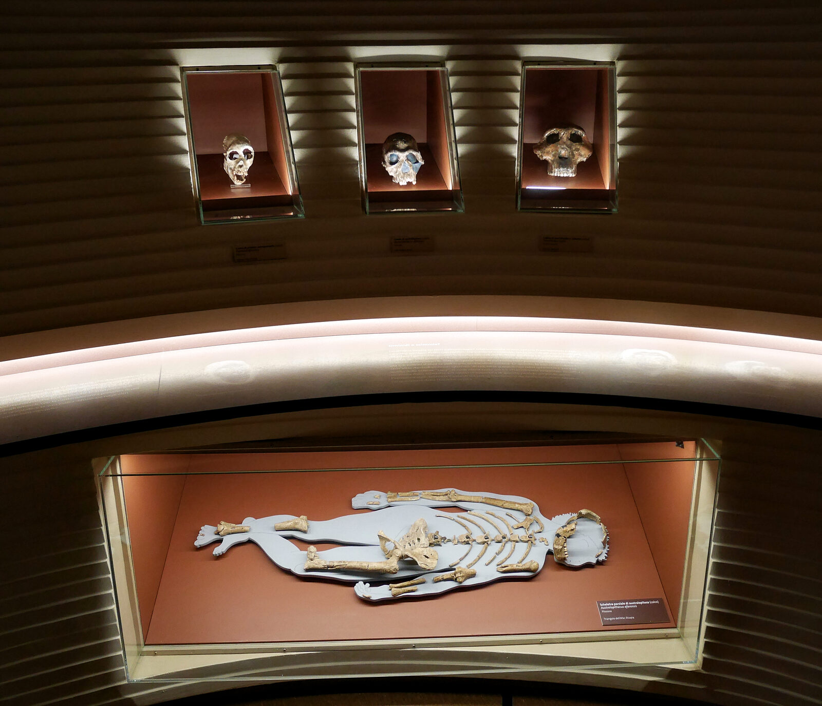 Natural History Museum : The long and complex course of evolution culminates with the emergence of the first hominoids