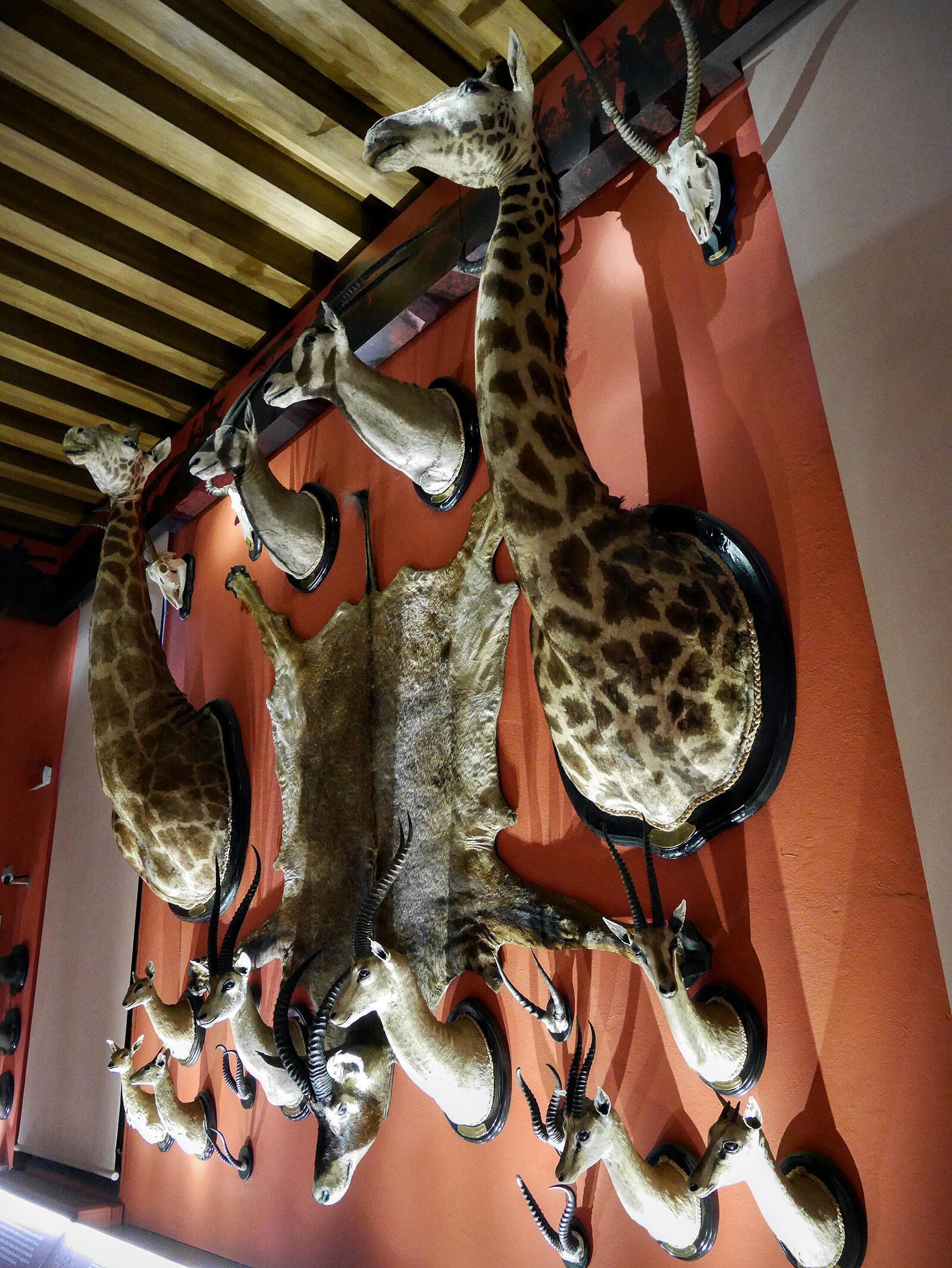 Natural History Museum : Hunting trophies acquired during his numerous safaris in northern and equatorial Africa