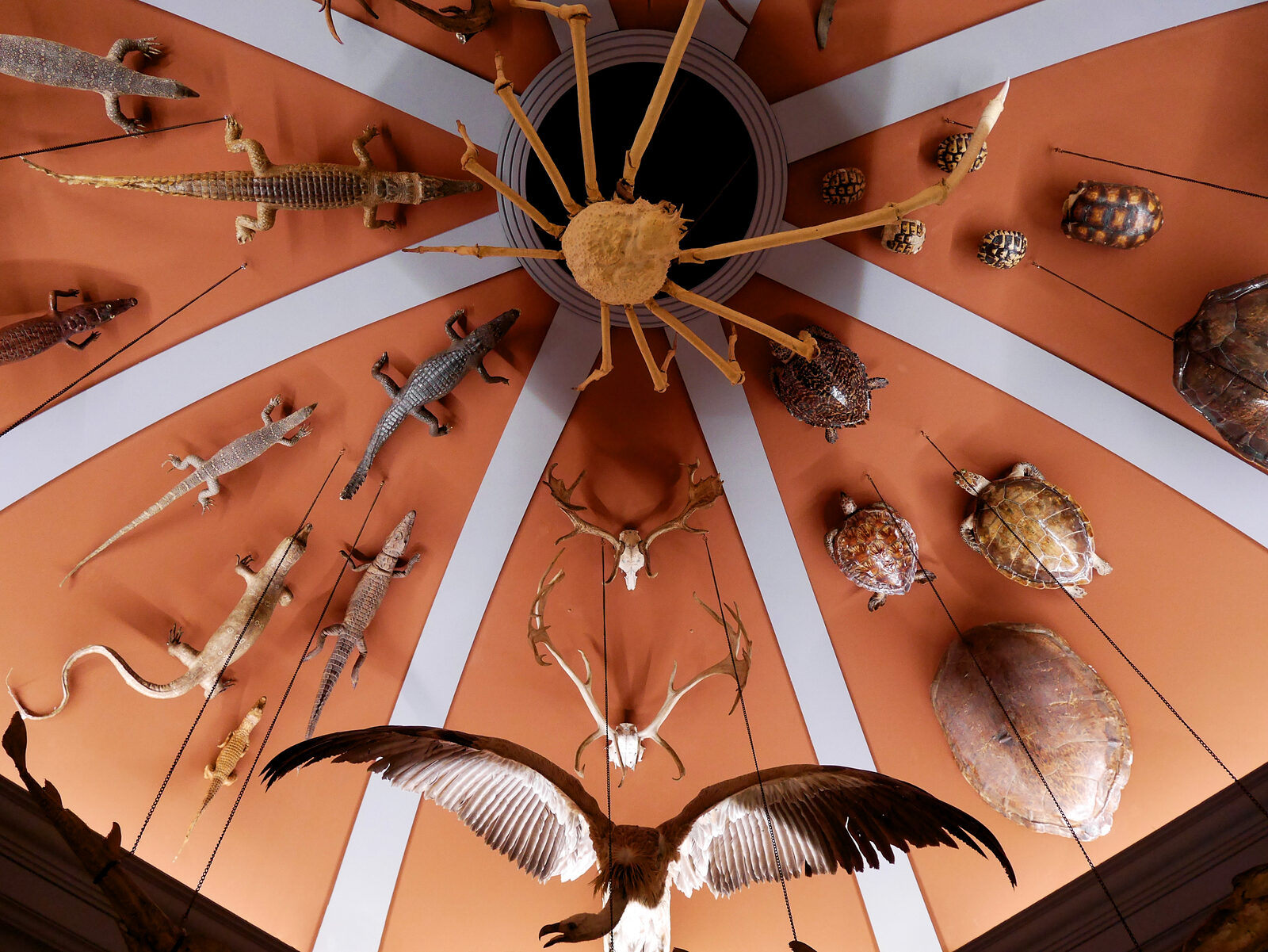 Natural History Museum : During the early 1700s, the 'rooms of wonders' became popular for showcasing collections of creatures rarely seen by Venetians at that time