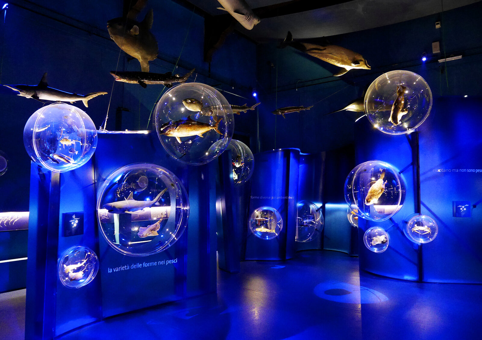 Natural History Museum : The second section is called 'The strategies of life'