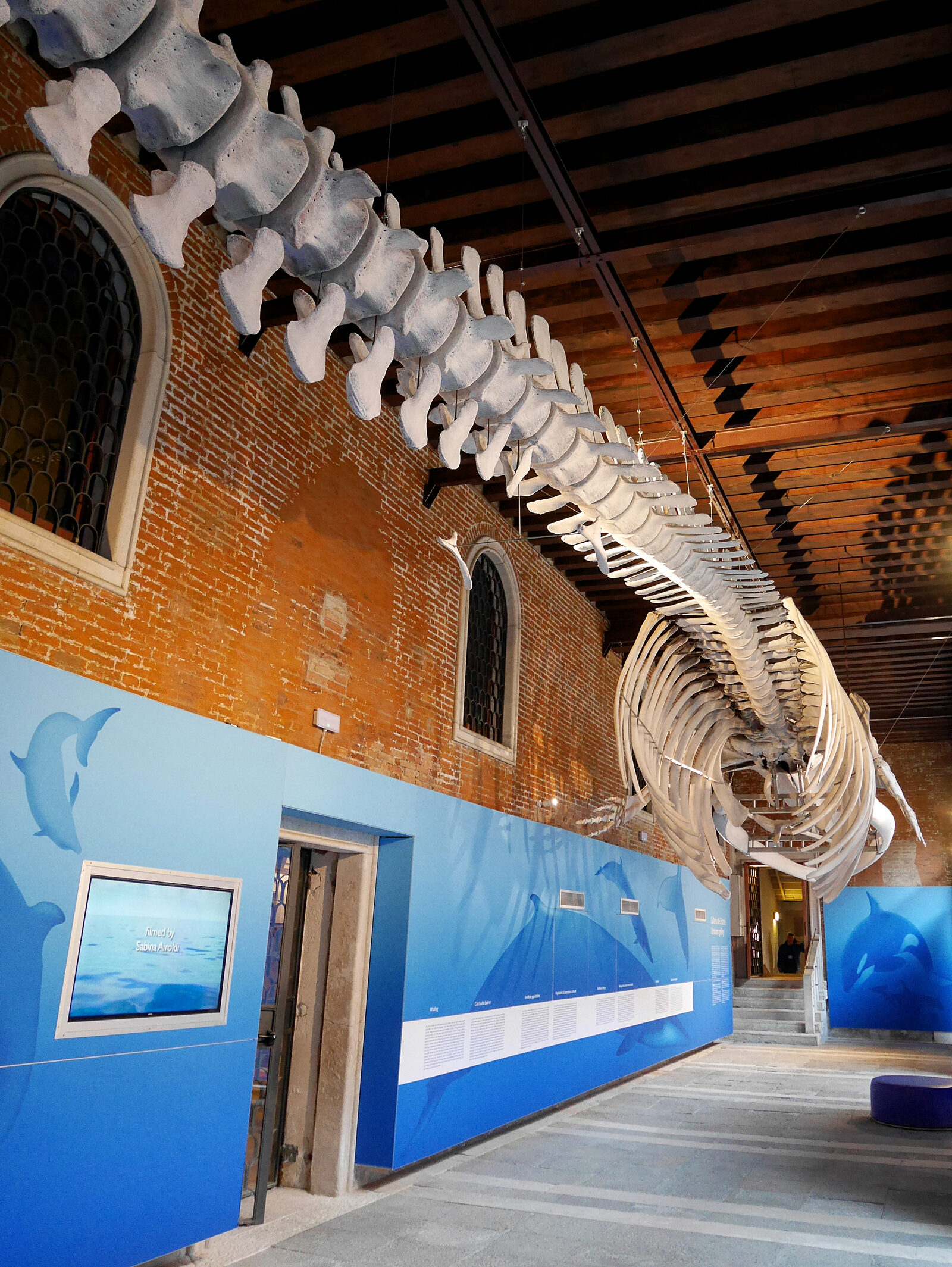 Natural History Museum : The massive skeleton of a finback whale, discovered washed ashore near the city of Naples a century ago