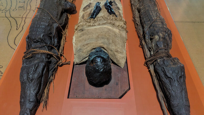 Natural History Museum : Among the 1,800 discoveries from that expedition are the mummified remains of a local native and of two crocodiles
