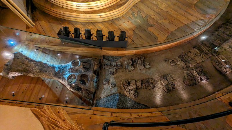 Natural History Museum : From the same expedition: fossils of a giant crocodile dating back over 100 million years