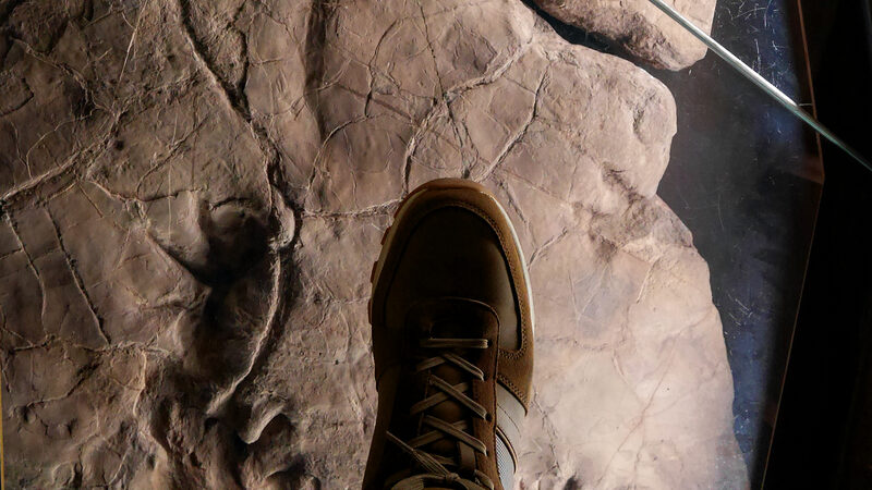 Natural History Museum : This first section of the museum is called 'On the tracks of life' for good reason