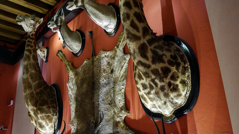 Natural History Museum : Hunting trophies acquired during his numerous safaris in northern and equatorial Africa