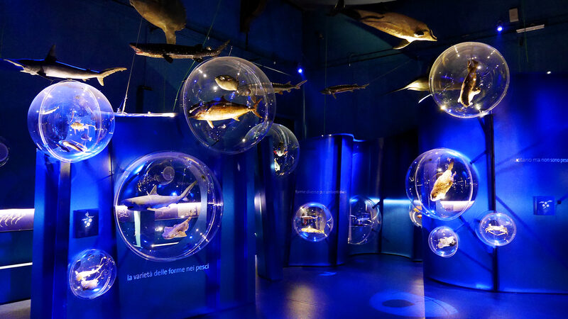 Natural History Museum : The second section is called 'The strategies of life'