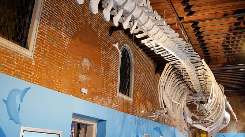 Natural History Museum : The massive skeleton of a finback whale, discovered washed ashore near the city of Naples a century ago