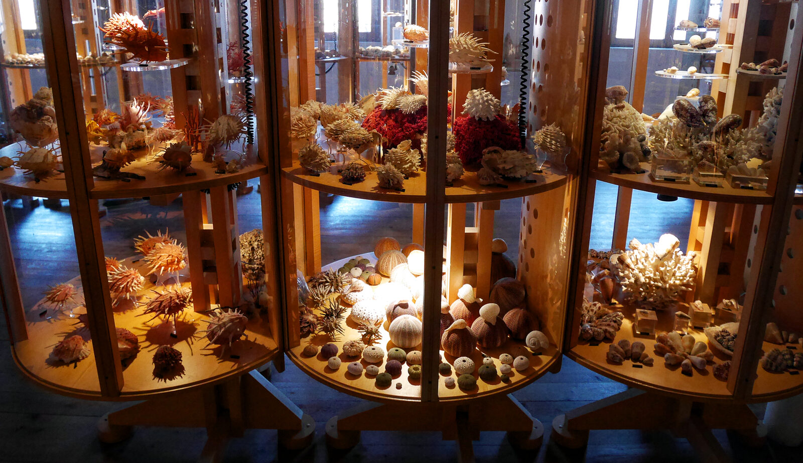 Naval History Museum : Corals, sea urchins, starfish and shells