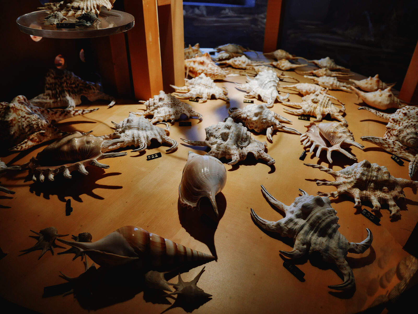Naval History Museum : Intriguing shell formations