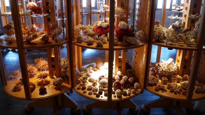 Naval History Museum : Corals, sea urchins, starfish and shells