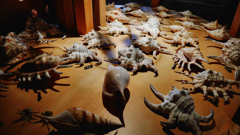 Naval History Museum : Intriguing shell formations