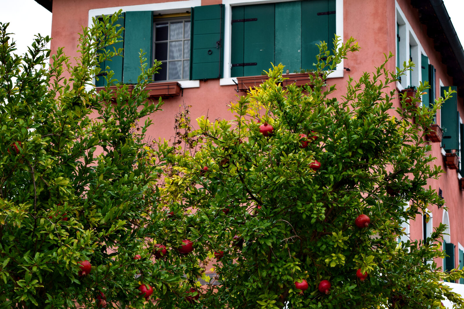 Torcello : And where buildings once stood, orchards have taken root, with some surprisingly exotic for the region